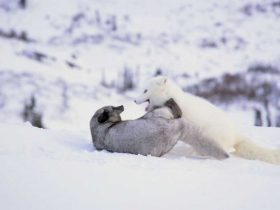 Kina e Yuk descobrindo o mundo: o documentário sobre a natureza nos cinemas a partir de 7 de março