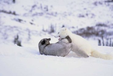 Kina e Yuk descobrindo o mundo: o documentário sobre a natureza nos cinemas a partir de 7 de março