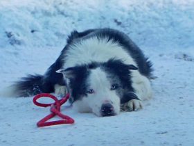 O destaque do Oscar, Messi The Dog, fez uma das melhores apresentações do ano