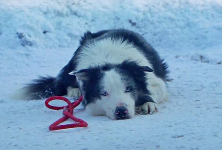 O destaque do Oscar, Messi The Dog, fez uma das melhores apresentações do ano