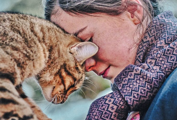 A vida de gato, a crítica: o felino é o melhor amigo do homem?