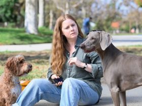 Crítica Nighbitch: Amy Adams se transforma em um cachorro nesta sátira desdentada da maternidade