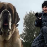 A Netflix encontrou seu diretor de Cujo, e é um cineasta perfeito para Stephen King