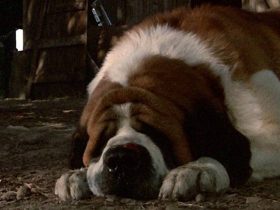 Stephen King Classic Cujo está recebendo uma segunda adaptação, desta vez na Netflix